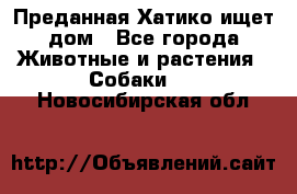 Преданная Хатико ищет дом - Все города Животные и растения » Собаки   . Новосибирская обл.